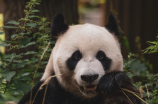 【秭归新闻】神农架熊猫之家新来了3只小熊猫，萌翻网友！